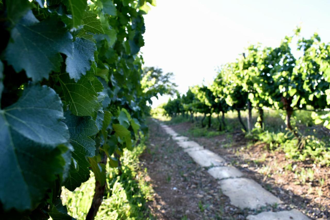 Arendsig Wine Estate & Cottages Bonnievale Exterior photo